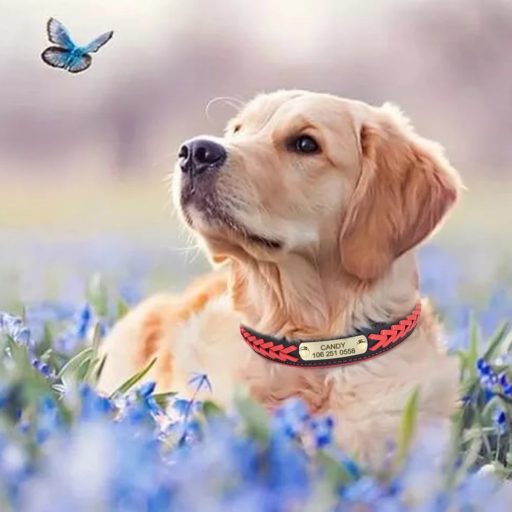 Chic Personalized Leather Padded Dog Collars with inlaid Braids. Fully Customizable! Free Engraving on Nameplate. For Small, Medium, and Large Dogs.